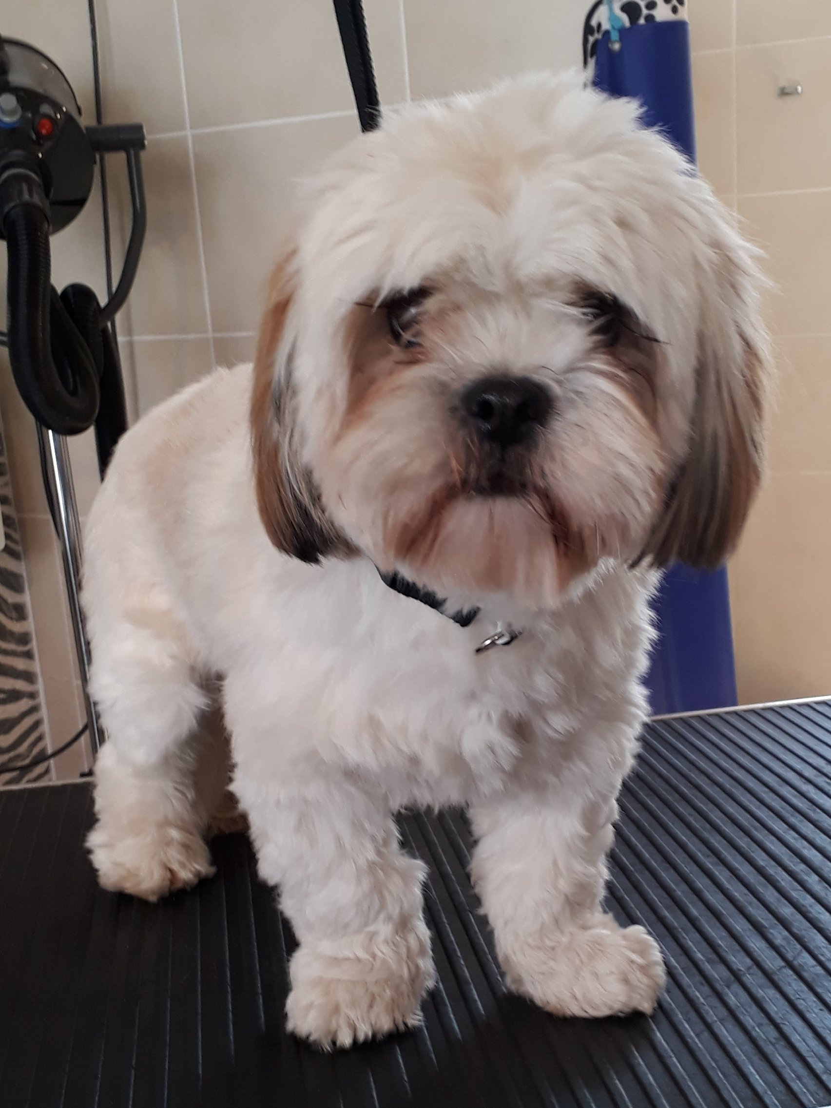 Transformations - Fay&rsquo;s Diamond Dog Grooming