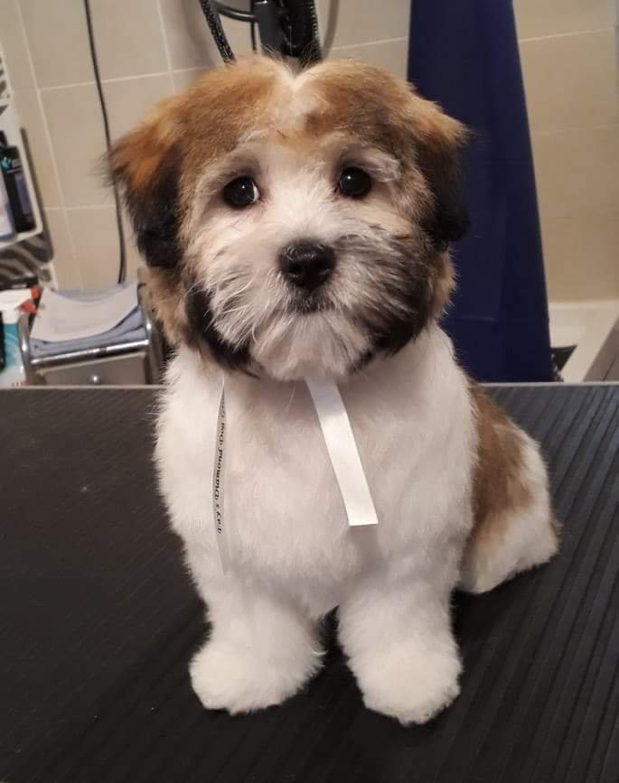Transformations Fay's Diamond Dog Grooming